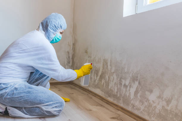 Licensed Basement Mold Remediation service in Capitol Heights, MD - WQB Mold Removal