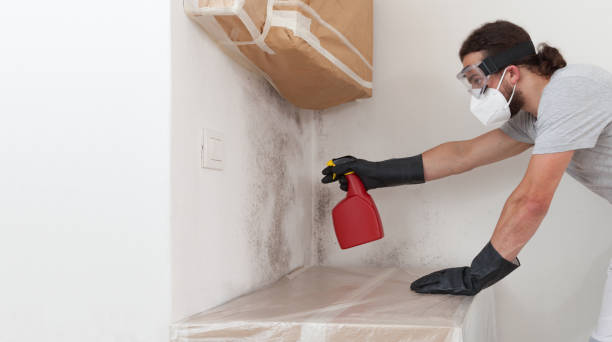 Professional Basement Mold Remediation technician working in Capitol Heights, MD