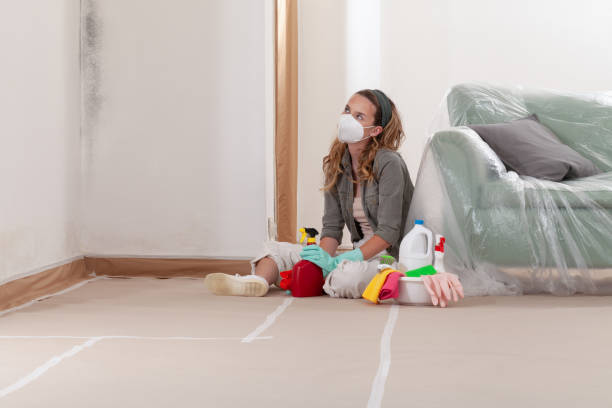 Reliable Basement Mold Remediation contractor in Capitol Heights, MD by WQB Mold Removal