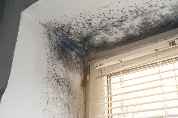 Affordable Basement Mold Remediation solutions in Capitol Heights, MD