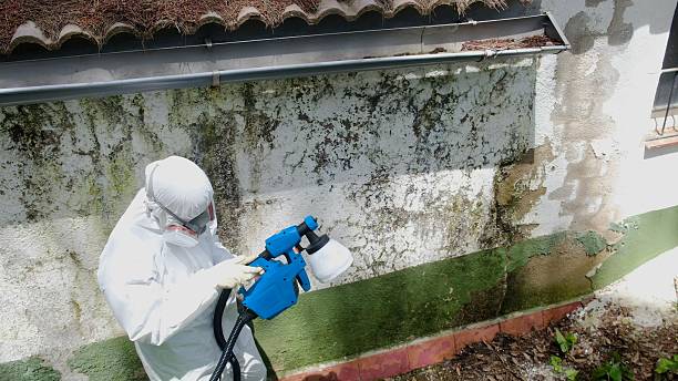 Top rated local Basement Mold Remediation specialists in Capitol Heights, MD